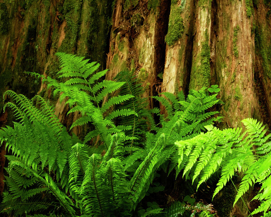 Ferns Photograph - Forest Ferns by Cheryl Day