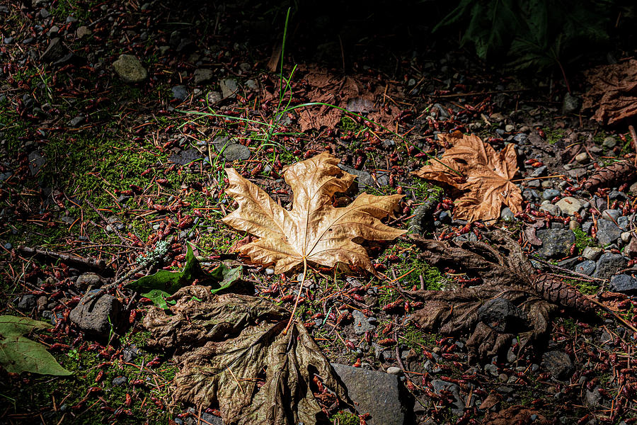 Forest Floor #1 Photograph by Frank Winters