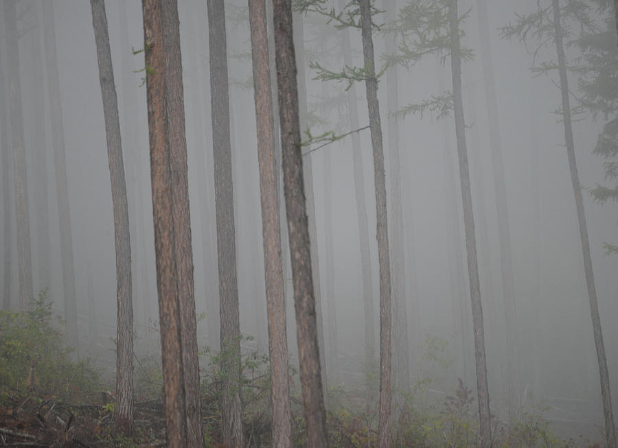 Forest Fog by Whispering Peaks Photography Forest Fog by Whispering Peaks Photography