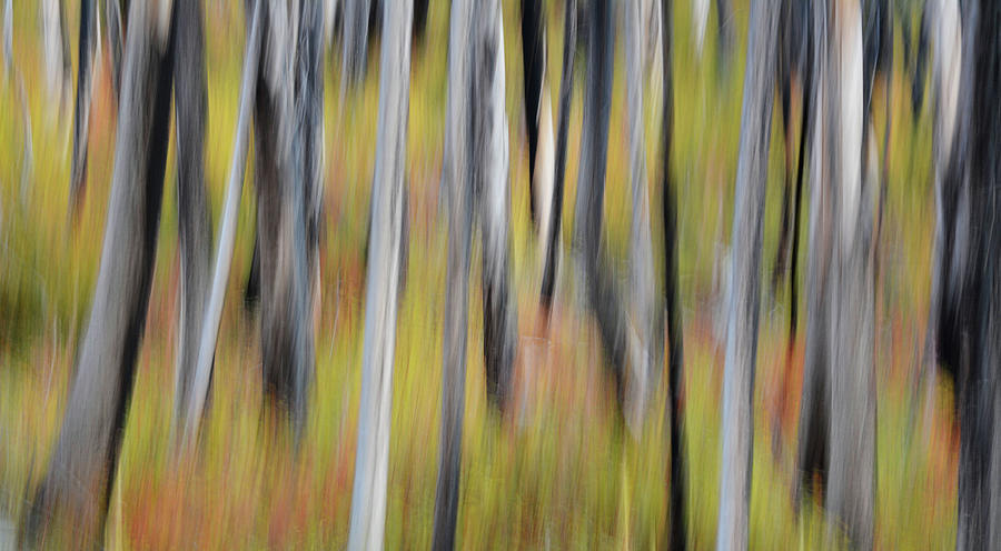 Forest Illusions- Autumn Burn Photograph