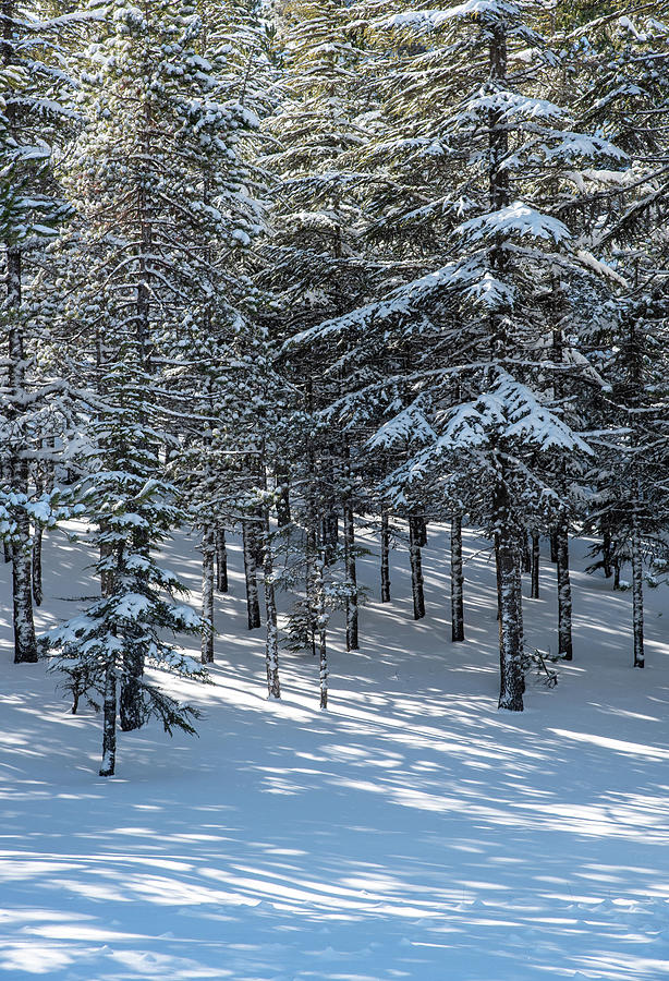 Forest landscape in snowy mountains. Frozen snow covered fir trees in winter season. #1 Photograph by Michalakis Ppalis