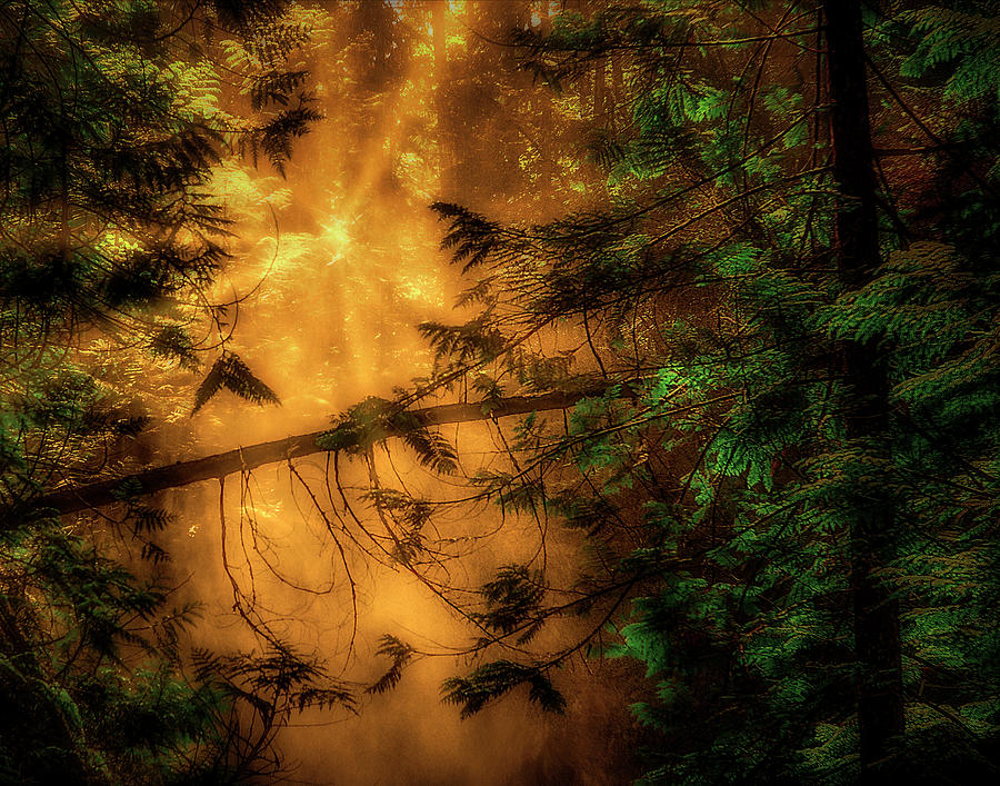 Forest Mist #1 Photograph by Dan Eskelson