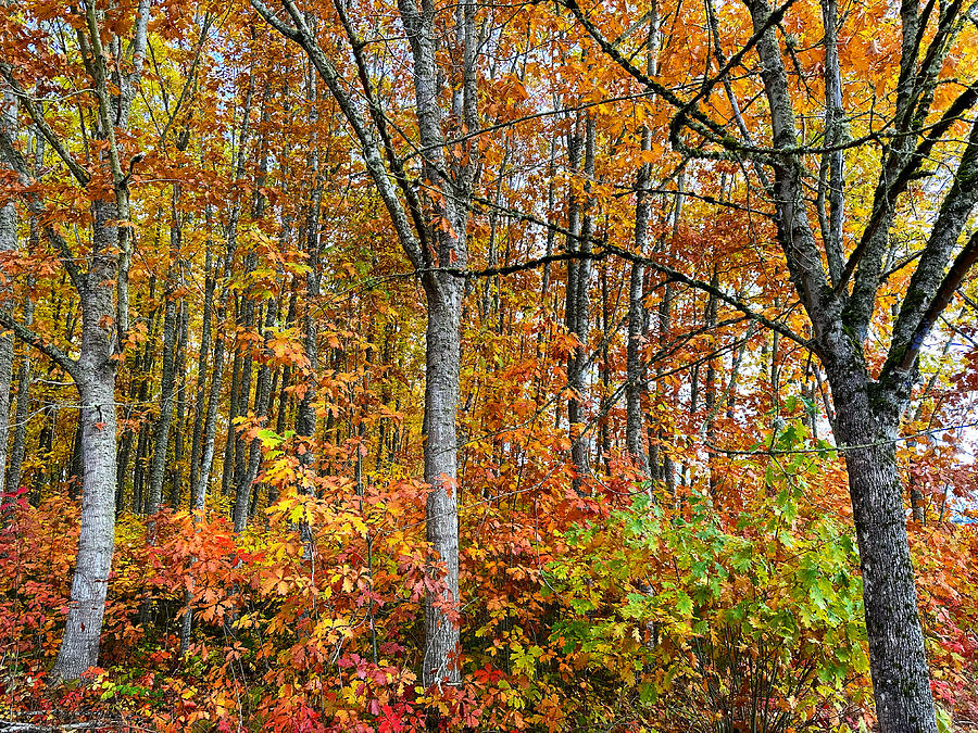 Forest of Color #1 Photograph by Brian Eberly