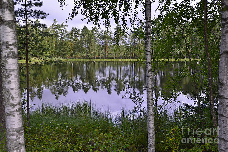 Forest Pond 7 Photograph