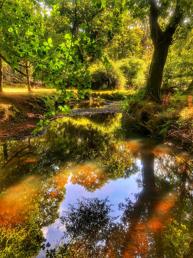 Forest reflections Photograph by Andy Newman - Fine Art America