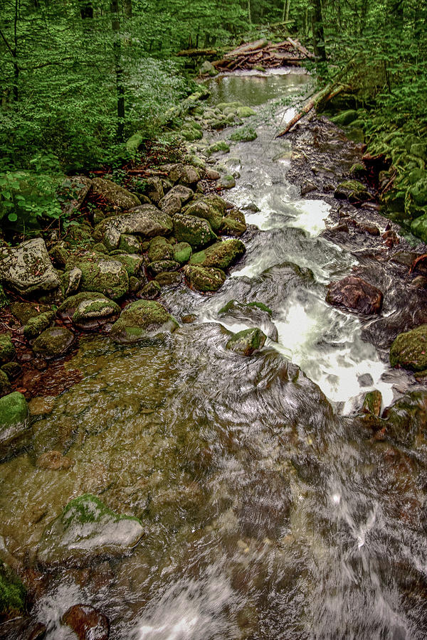 Forest Stream #1 Photograph by Bill Howard