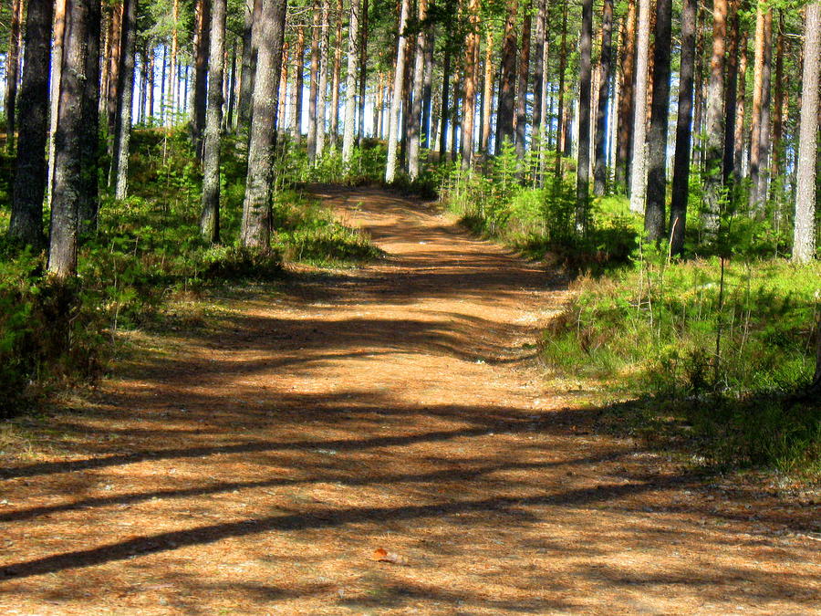 Forest trail Photograph by Pauli Hyvonen