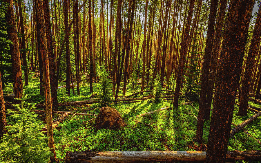 Forest Tranquility #1 Photograph by Gary Kochel
