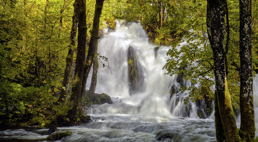 Forest Waterfall Photograph
