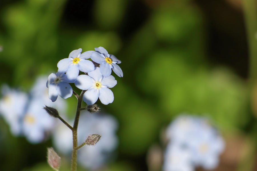 Forget Me Not Flowers #1 Photograph by Brook Burling