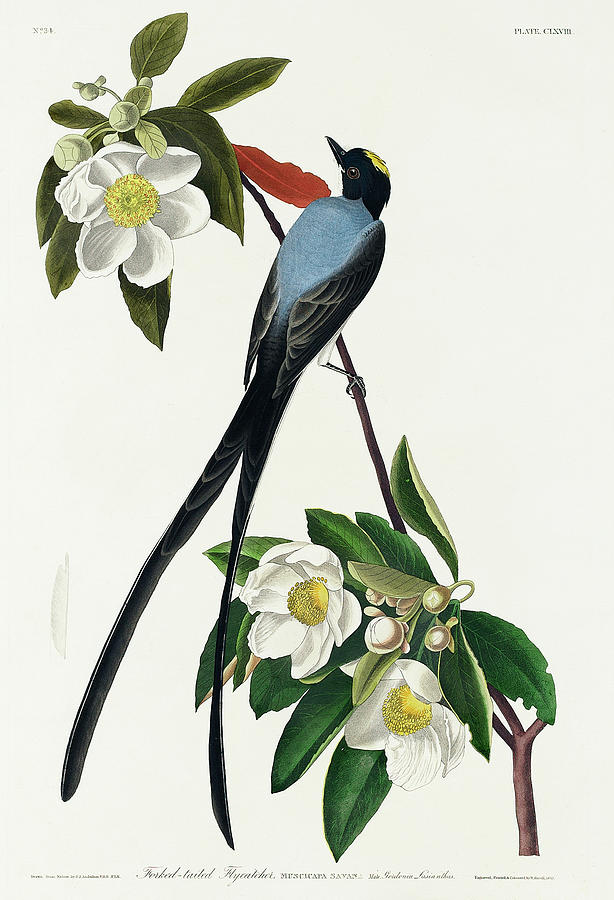 Audubon Birds Drawing - Fork-tailed Flycatcher #1 by John James Audubon