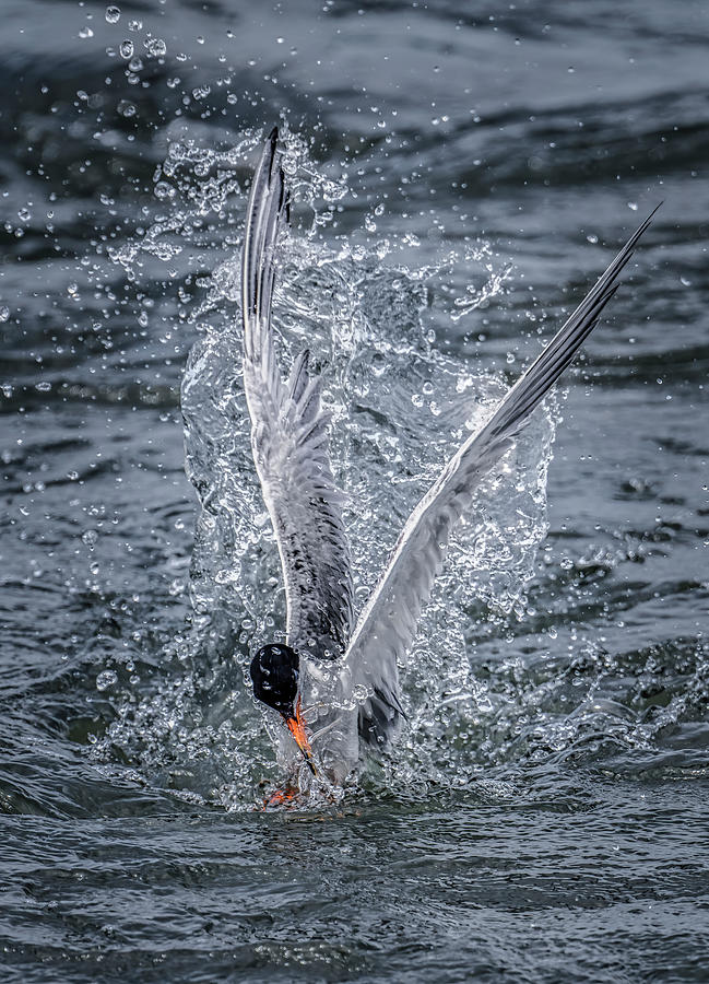 Forsters Tern #1 Photograph by John Maslowski