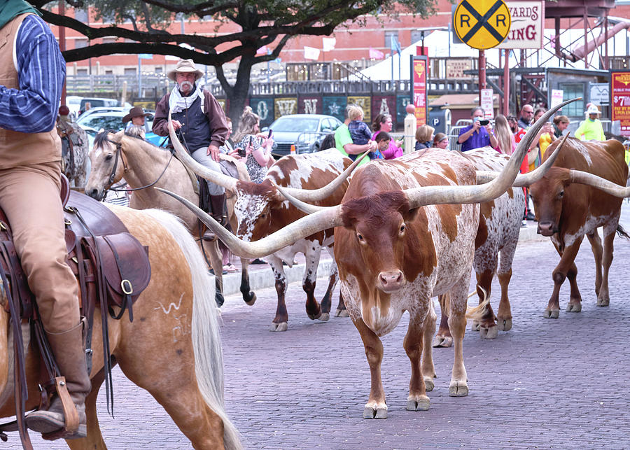 Fort Worth Cattle Drive 092820 Photograph by Rospotte Photography