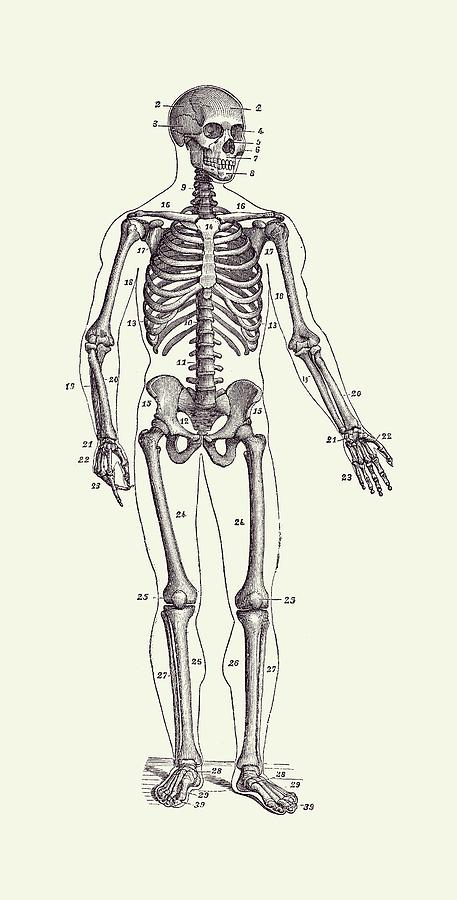 Forward Facing Skeletal Diagram - Vintage Anatomy Poster 2 #1 Drawing by Vintage Anatomy Prints