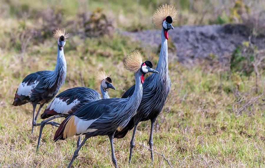 Four Grey Crowned Cranes also known as the African Crowned Cranes ...