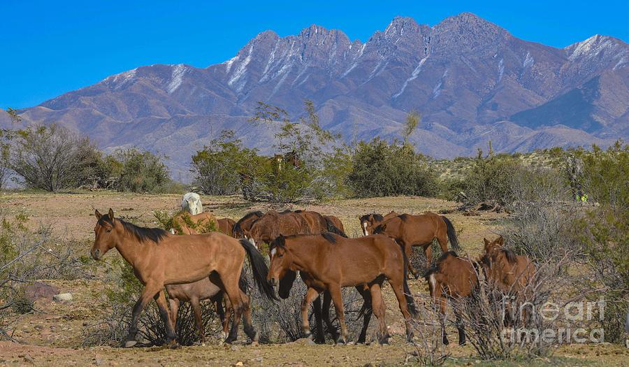 Four Peaks and the Salt River Wild Horses #1 Digital Art by Tammy Keyes
