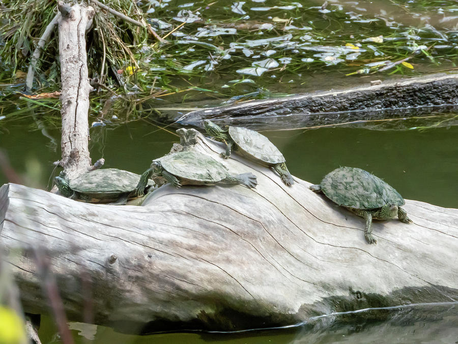 Four Turtles Photograph