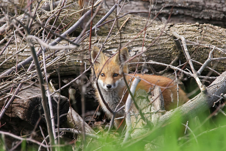 Fox #1 Photograph by Brook Burling