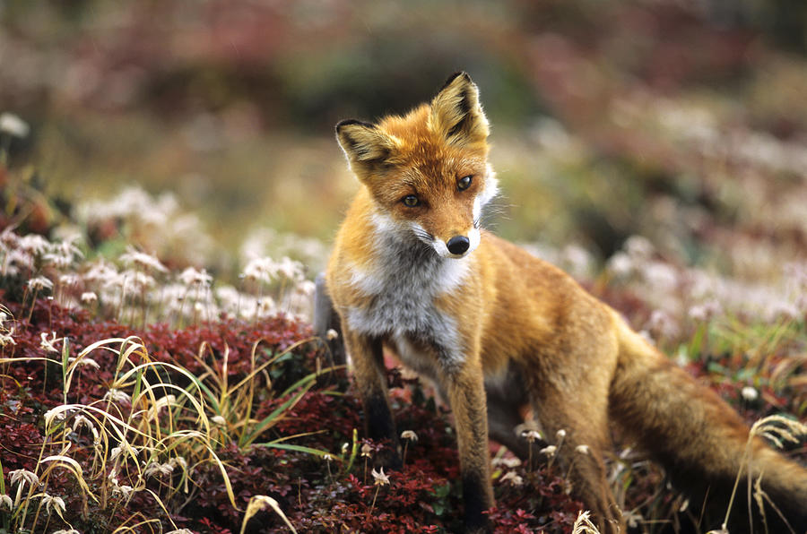 Fox in a autumn mountain #1 Photograph by Keiichihiki