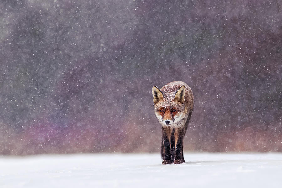 Winter Photograph - Fox in the Snow #2 by Roeselien Raimond