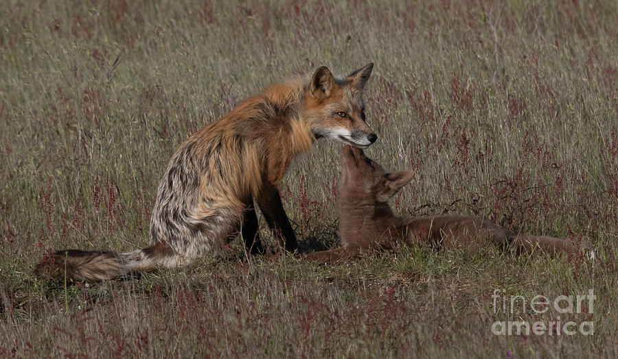 Fox Kit and Male #1 Photograph by Patrick Nowotny