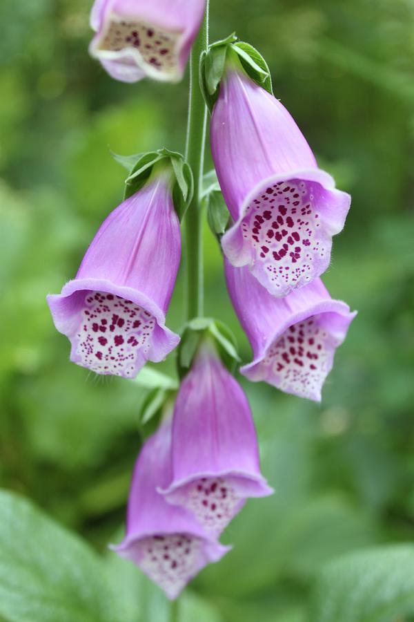 Foxglove Photograph by Johanna Virtanen - Fine Art America