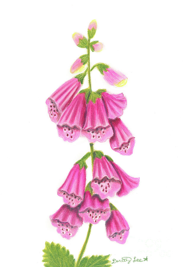 Foxgloves #1 Painting by Dorothy Lee
