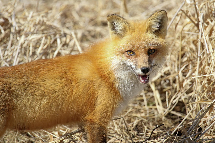 Foxy #1 Photograph by Brook Burling