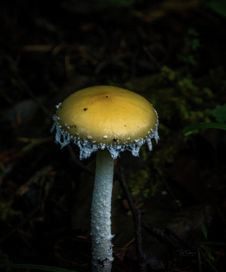 Fragile Mushroom #1 Photograph by Bill Posner