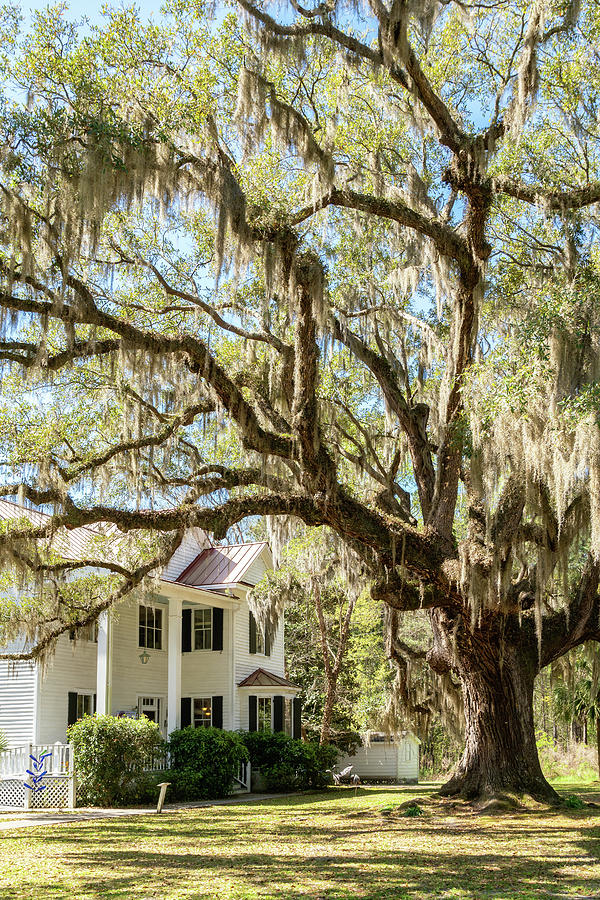 Frampton Plantation House, Yemassee, South Carolina #1 Photograph by Dawna Moore Photography