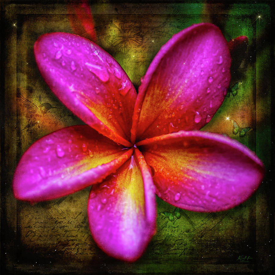 Frangipani Flower #1 Photograph by Keith Hawley