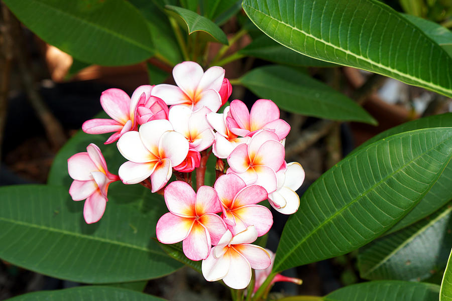 Frangipani Flowers Photograph by Chris B - Fine Art America