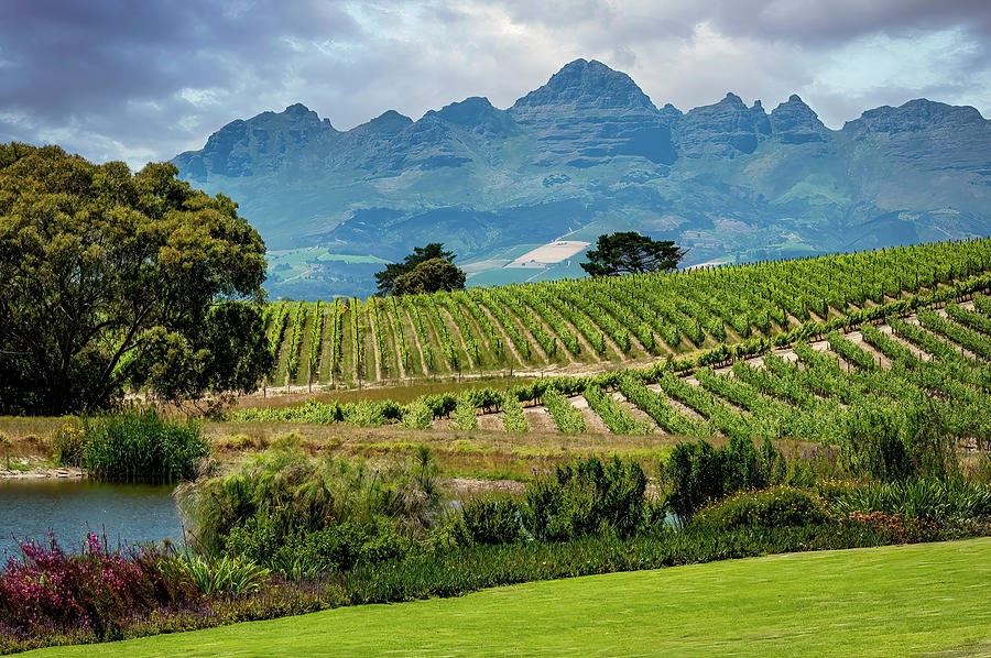 Franschhoek Winery #1 Photograph by Maria Coulson