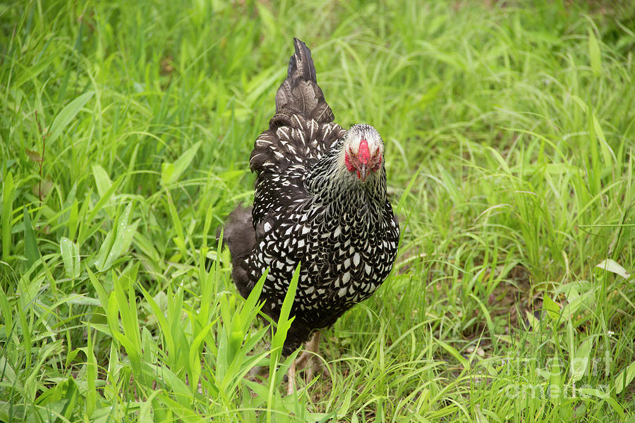 Free Range Chicken #2 Photograph by Jeannette Hunt