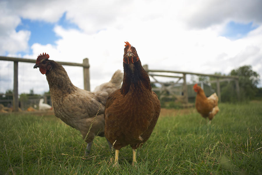 Free range chickens in field #1 Photograph by Peter Muller