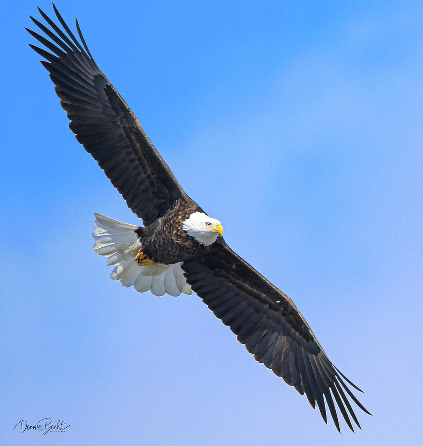 Freedom Flyer Photograph by Dennis Becht - Fine Art America