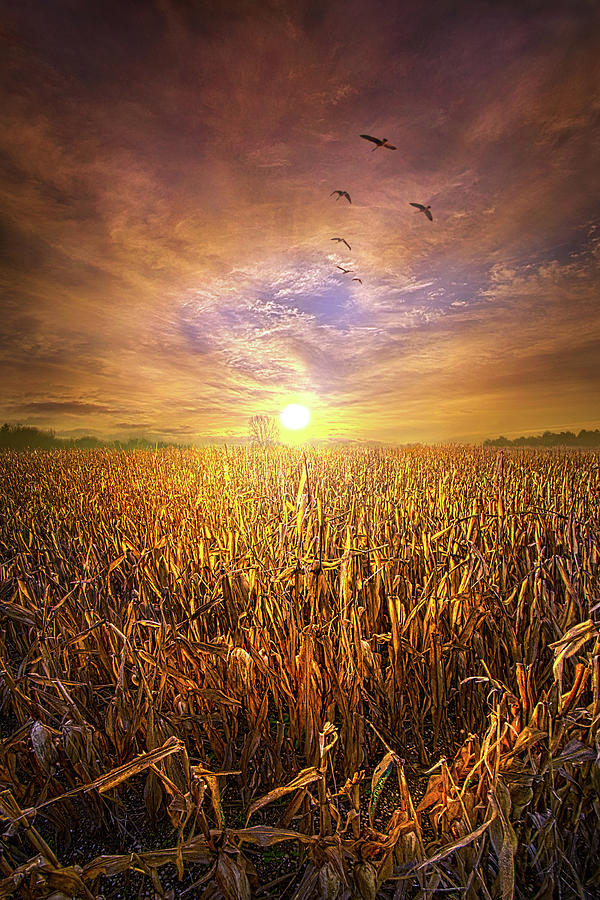 Freedom #1 Photograph by Phil Koch