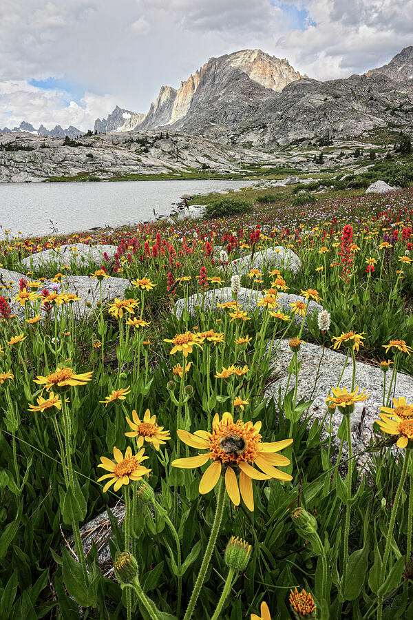 Fremont Peak and Wildflower Bloom with Bee - Wind River Range Photograph by Brett Pelletier