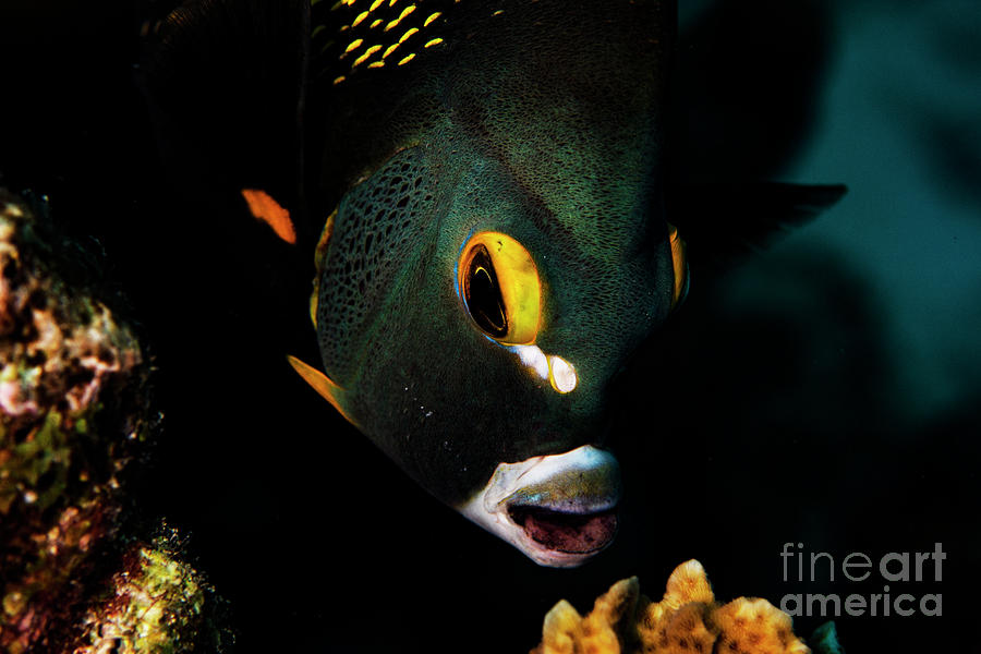 French Angelfish #1 Photograph by JT Lewis
