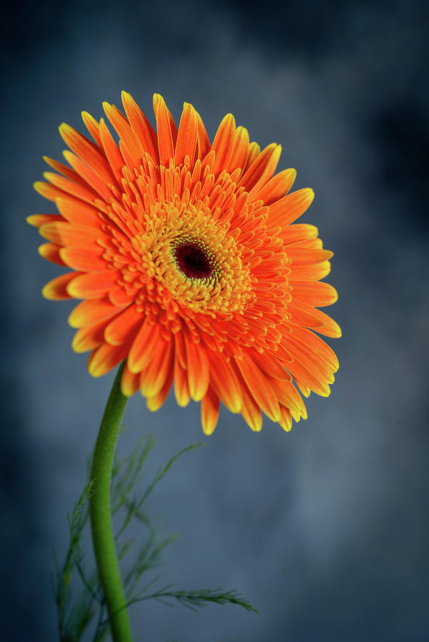 Fresh  beautiful orange  daisy flower blossom.  Blooming  flower Photograph by Michalakis Ppalis