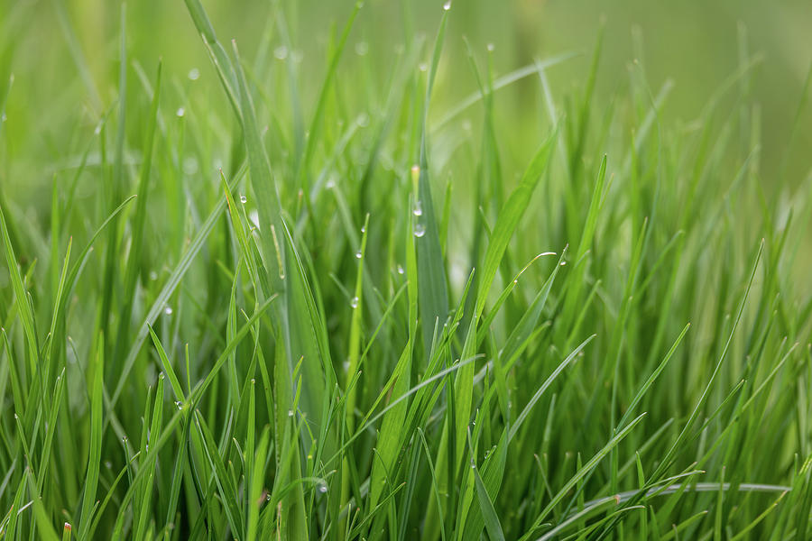 Fresh green grass plant background Photograph by Artush Foto - Fine Art ...