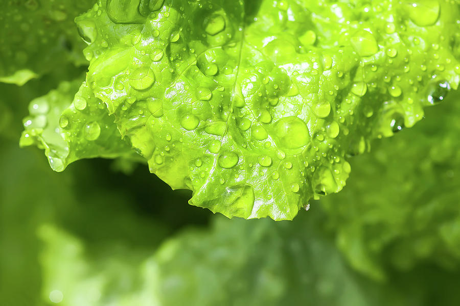 Lettuce Photograph - Fresh home grown organic green leaves of lettuce salad. Wet plant growing on kitchen-garden in countryside #1 by Olga Strogonova