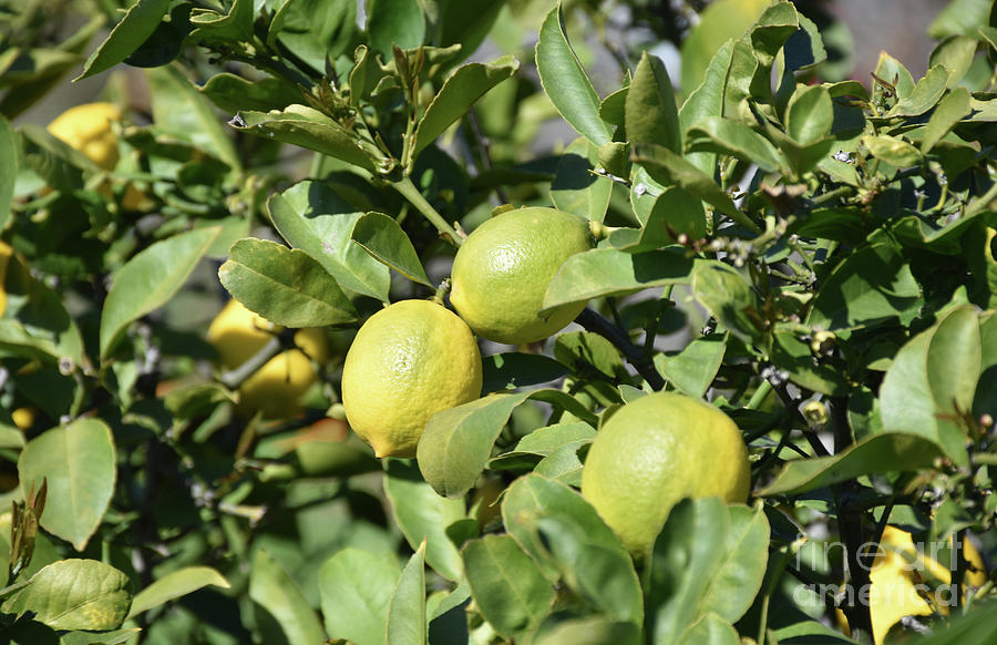 Fresh Lemons Ripening on a Tree in an Orchard Photograph by DejaVu ...