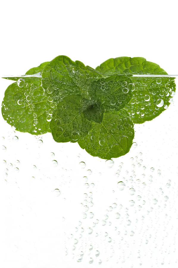 Fresh mint in water #1 Photograph by Trigga