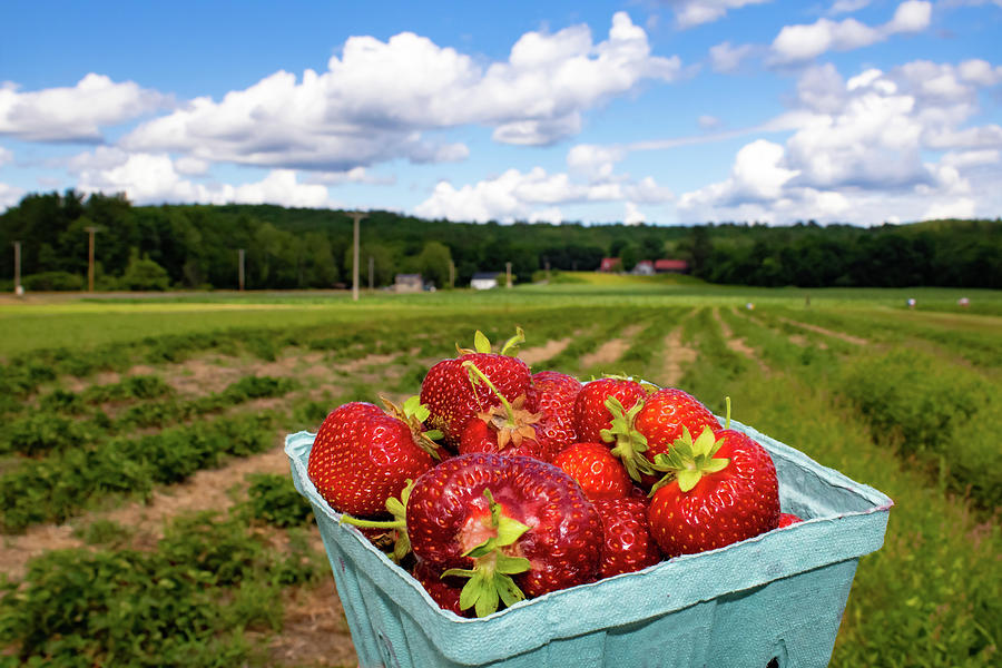 Fresh Picked Strawberries Photograph