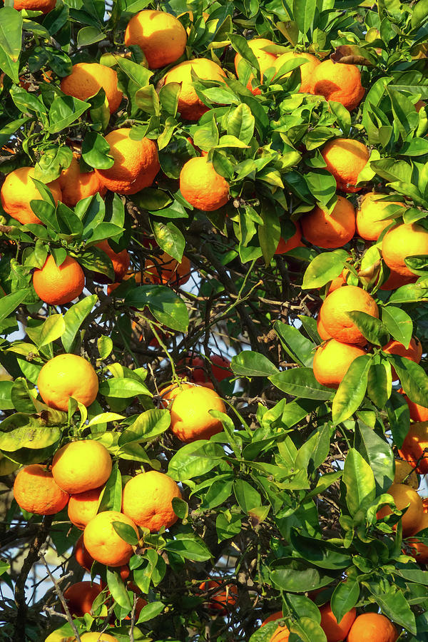 Fresh Ripe Orange On Plant #1 Photograph by Mikhail Kokhanchikov