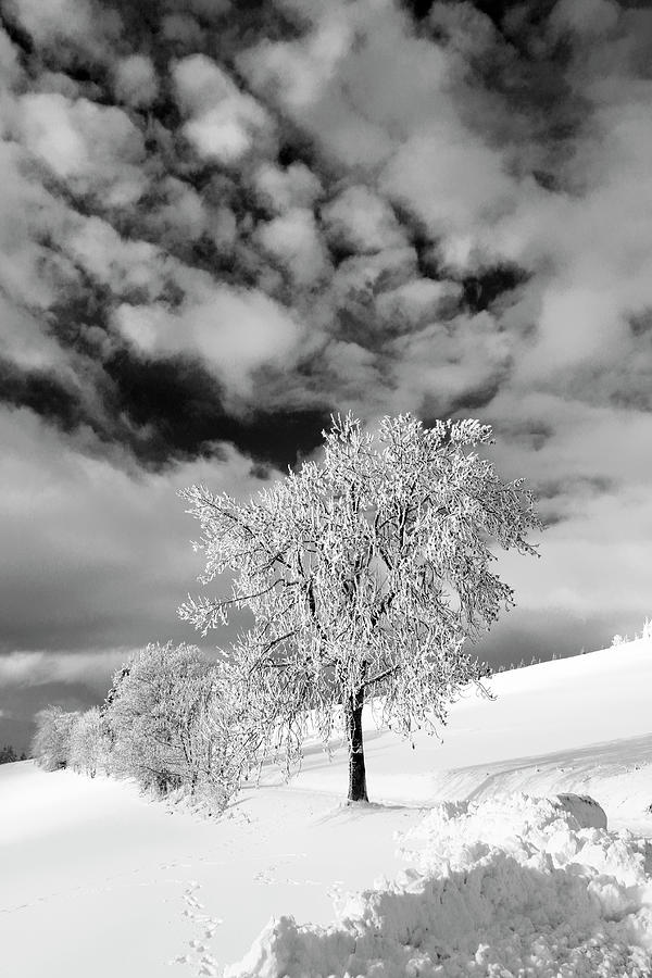 Winter Photograph - Fresh Snow #1 by Angelika Vogel