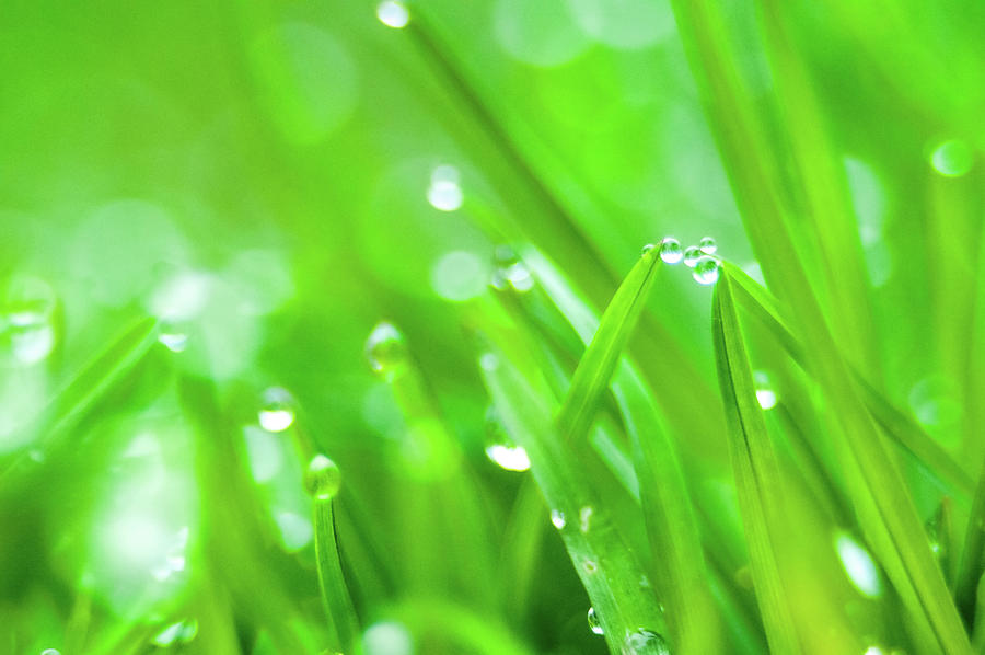 Fresh spring grass with dew drops  #1 Photograph by Alex Grichenko