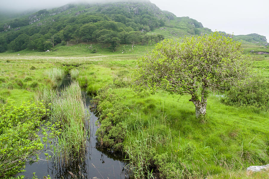 Fresh water creek in lush green valley, Killarney National Park #1 Photograph by David L Moore