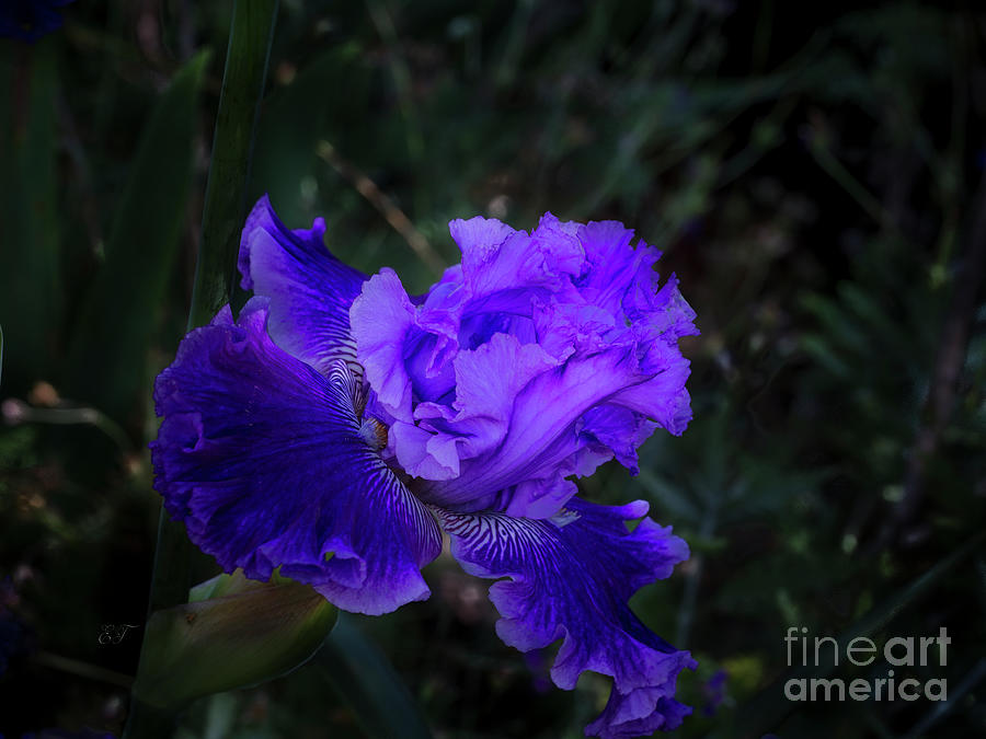 Frilly Iris #1 Photograph by Elaine Teague